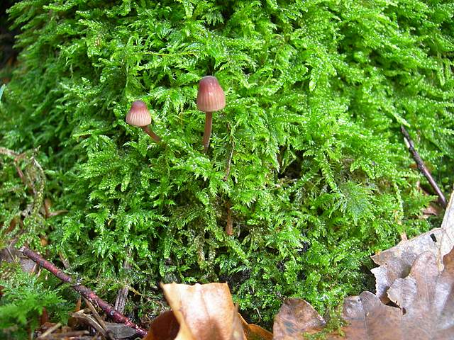 I  Funghi  della  faggeta  calcarea